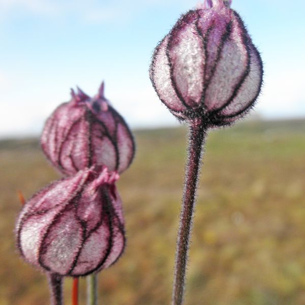 Silene uralensis arctica Svalbard Longyearbyen 2014 7 A.Elven a